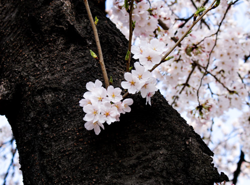 Cherry Blossom at Duryu Park