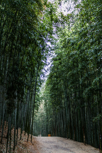 Bamboo Forest Trail