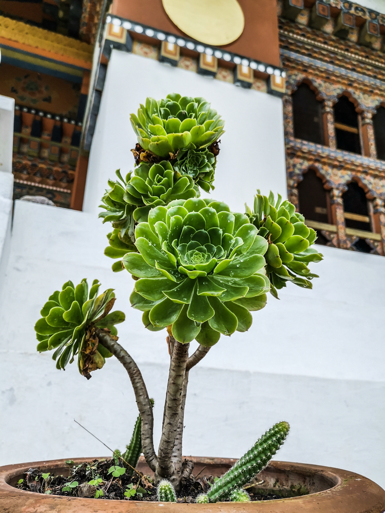 Plant - Khamsum Yuley Temple