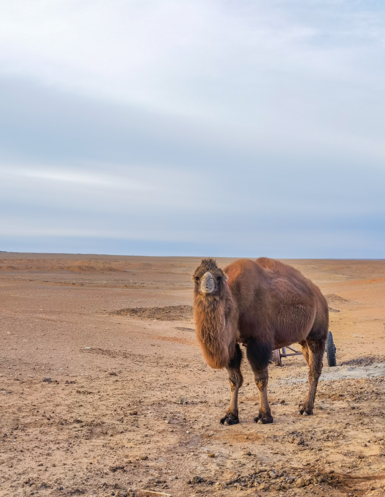 Camel Farm at Mongolia Gobi Desert 